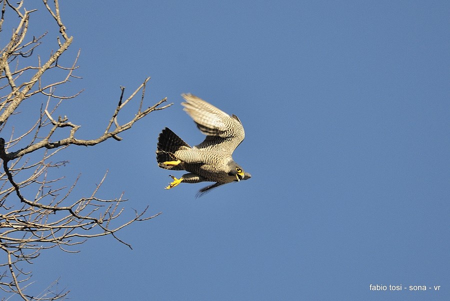 Pellegrin che per l''aere vai, di che sesso tu sarai?